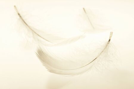 Featherの写真素材