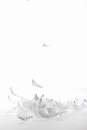 Featherの写真素材