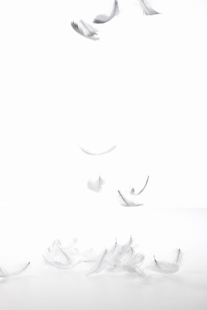 Featherの写真素材