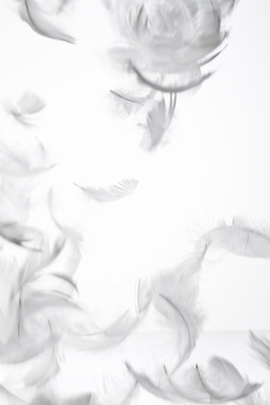 Featherの写真素材