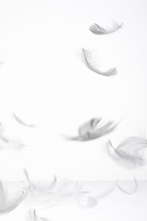 Featherの写真素材