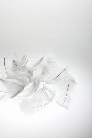 Featherの写真素材