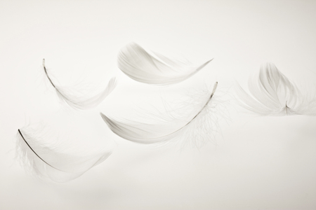 Featherの写真素材