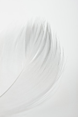 Featherの写真素材