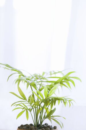 Echo imageの写真素材