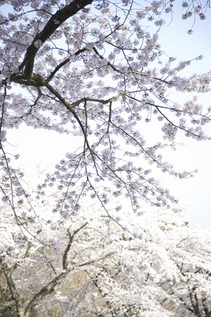 Cherryの写真素材