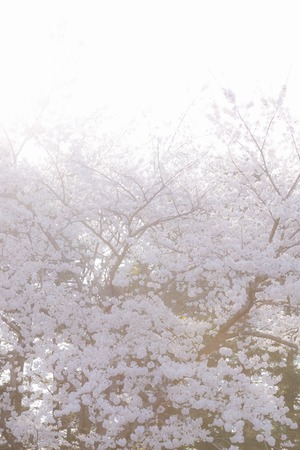 Cherryの写真素材