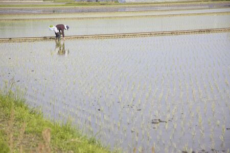 Paddy fieldの写真素材