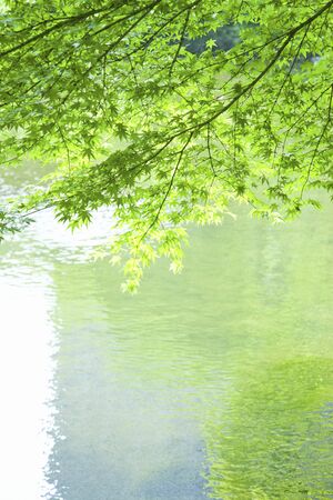 Fresh green leaves in the waterの写真素材
