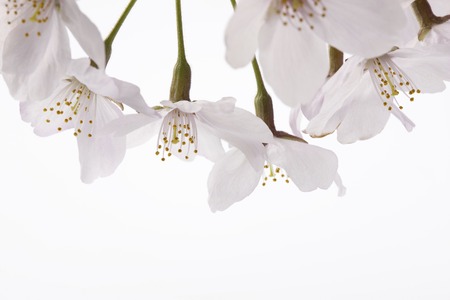 Sakuraの写真素材