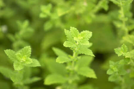 Lemon balm