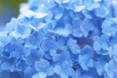Hydrangeaの写真素材