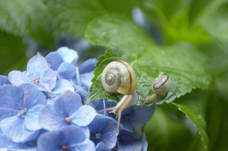 Hydrangeaの写真素材