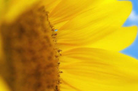 Sunflowerの写真素材