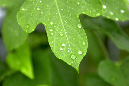 Drop of water