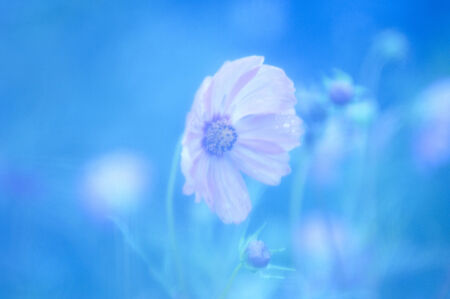 Cosmosの写真素材