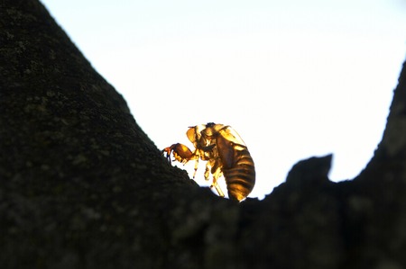 Cast off skin of a balm cricket.の写真素材