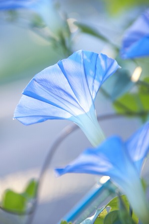 Morning gloryの写真素材