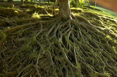 Root