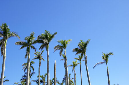 Palm treeの写真素材
