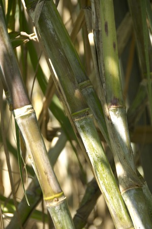 Sugarcane