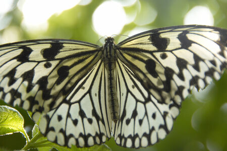 Tree Nymph Butterflyの写真素材