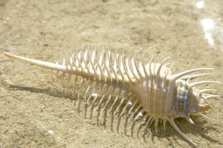 Shellの写真素材