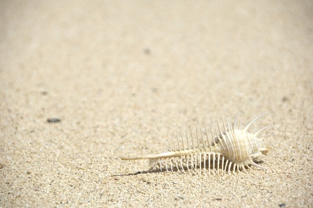 Shell