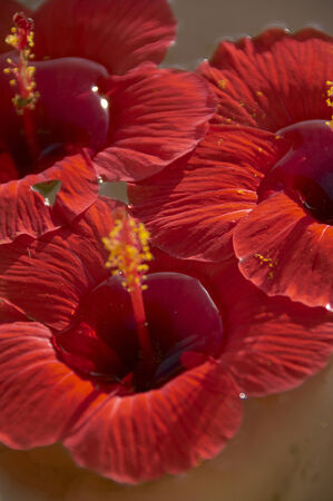 Hibiscusの写真素材