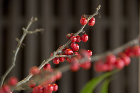 Ilex