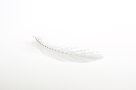 Featherの写真素材