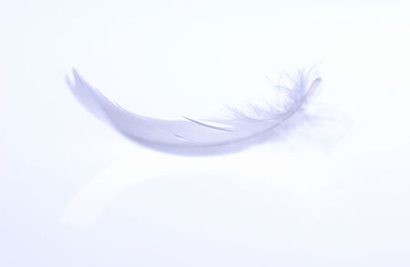Featherの写真素材