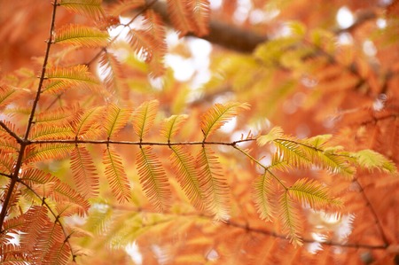 Cedarの写真素材