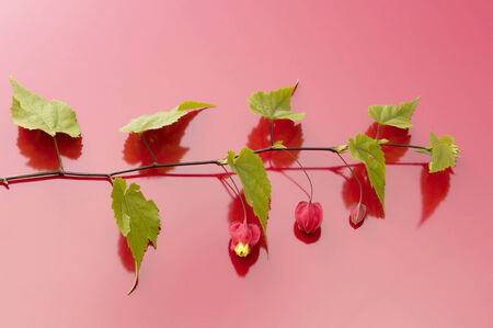 Abutilon megapotamicumの写真素材