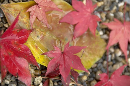Maple
