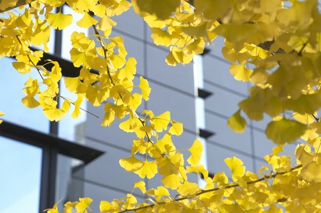 A big ginkgo tree and some buildings.の写真素材