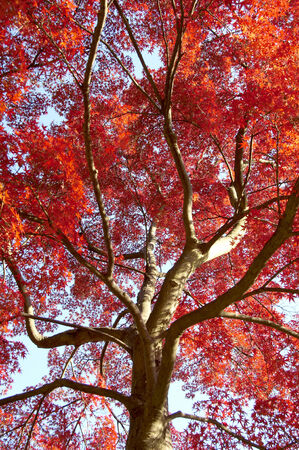 A lot of colored leaves with a big tree.の写真素材
