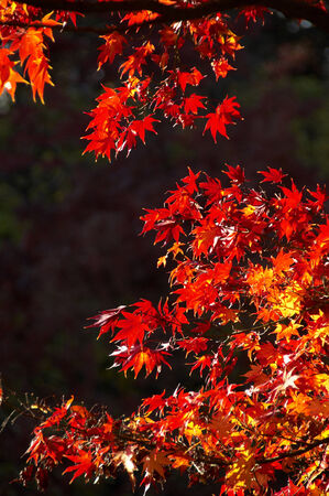 A lot of colored leaves with the trees.