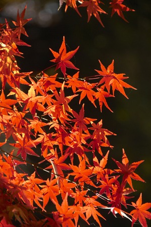 A lot of colored leaves and black background.