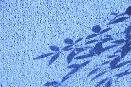 Wall where the shadow of the leaf seems.の写真素材