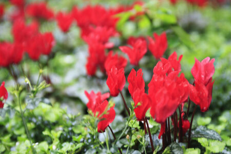 A lot of cyclamen flower on the green field.の写真素材