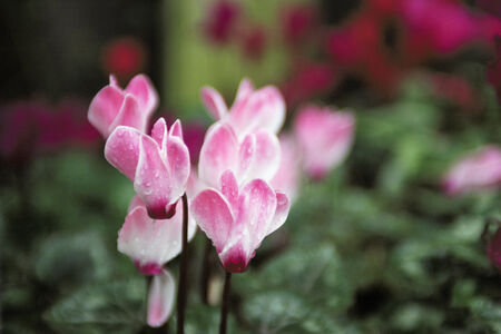 Some cyclamen flower on the green field.の写真素材