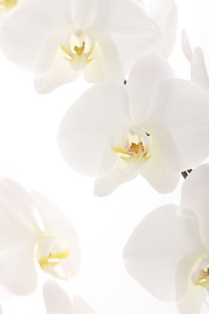 Close up shot of Phalaenopsis flower.の写真素材