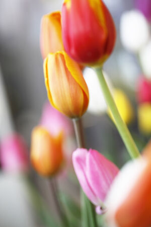 A lot of colorful Tulips.の写真素材