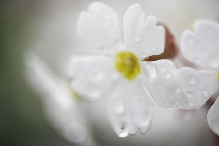 A white Primula flower is blooms.の写真素材