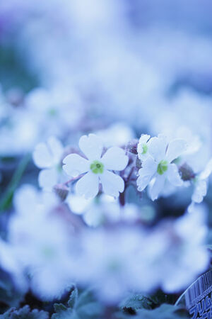 Some white Primula flower are blooms.の写真素材