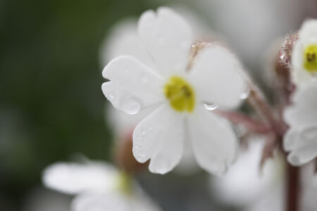 Some white Primula flower are blooms.の写真素材