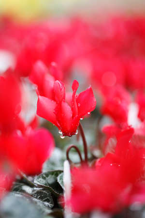A lot of red Cyclamen flower.の写真素材