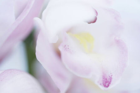 A lot of Cymbidium flower.の写真素材