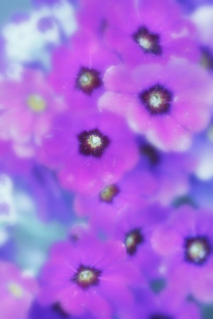 A lot of Poly Anza flower are blooms.の写真素材